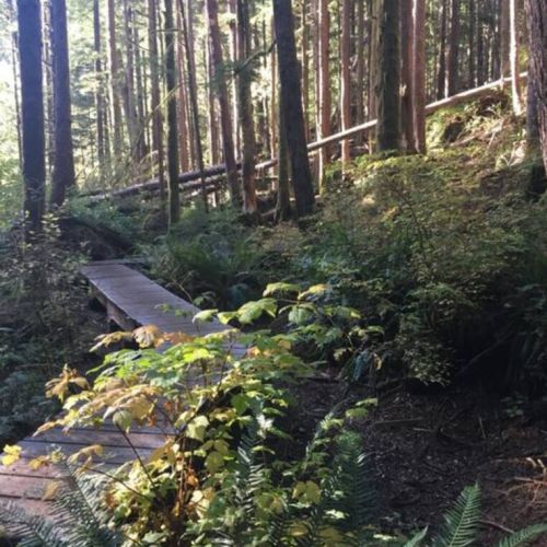 More pathways in Avatar Grove