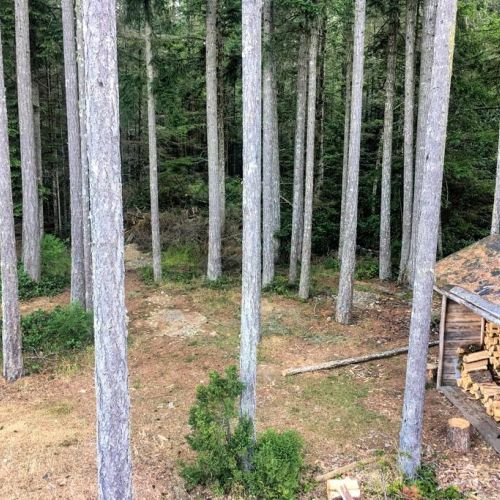 Our woodshed and the view of the Forest