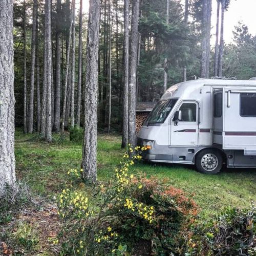 Nosed into the edge of the Forest