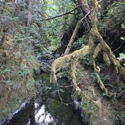 One of many creeks in the forests