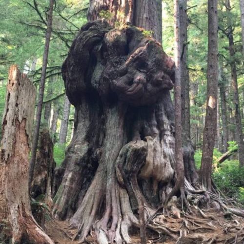 Canada's Gnarliest Tree, in Avatar Grove