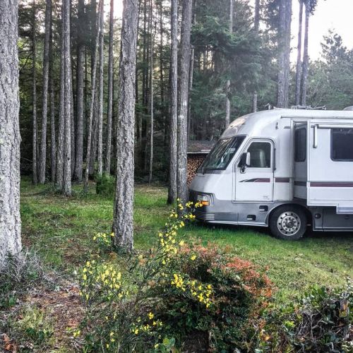 Nosed into the edge of the Forest