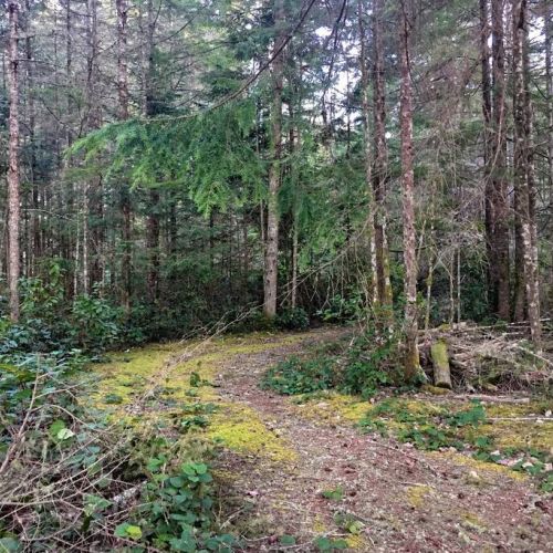 One of the many Paths in the Forested area, beside The Great Escape