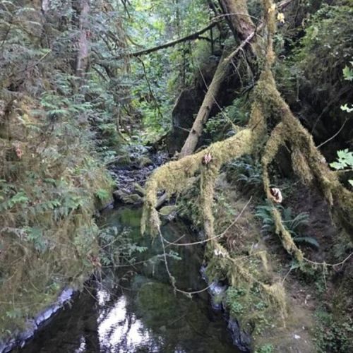 One of many creeks in the forests
