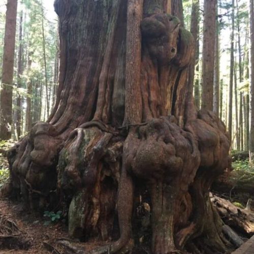 Another Gnarly Tree in Avatar Grove
